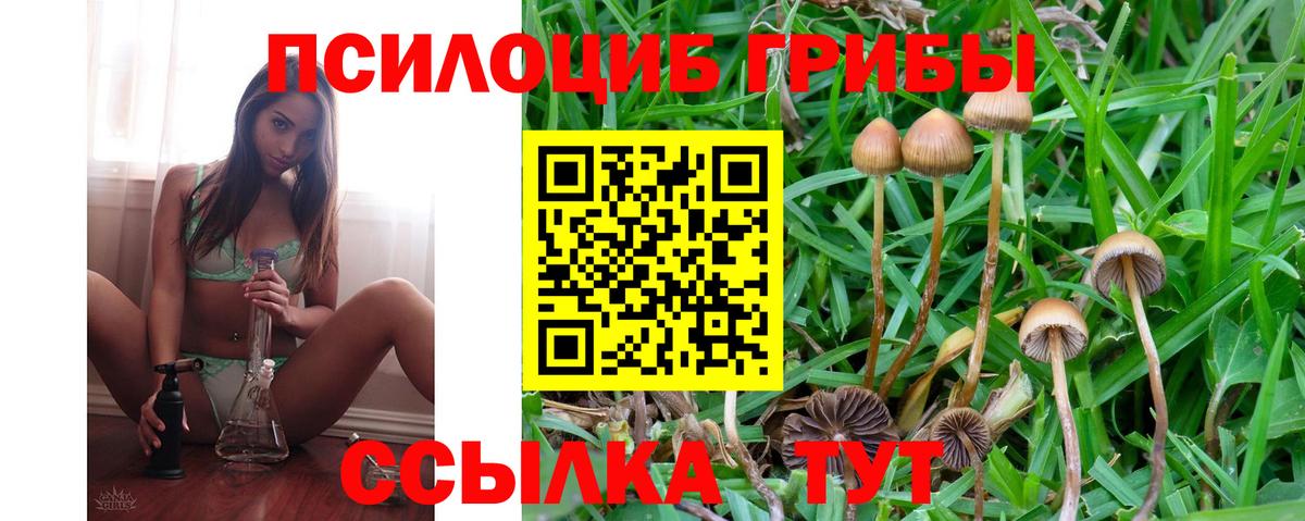 Псилоцибиновые грибы Psilocybine cubensis Пенза